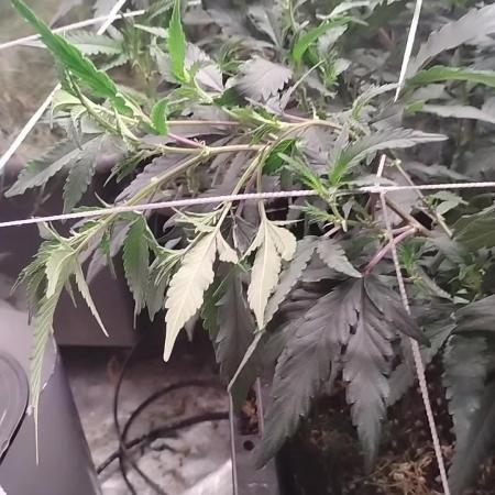 Judasstein - Thydankgenetics