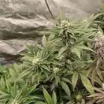 Pure bag appeal Gelato Gelato Gelato 49