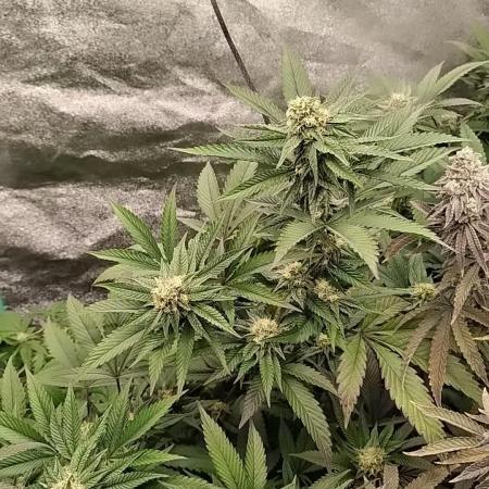 Pure bag appeal Gelato Gelato Gelato 49