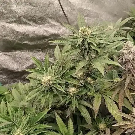 Pure bag appeal Gelato Gelato Gelato 49
