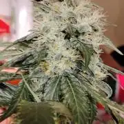 Super Sour Double Diesel Seed Hunt