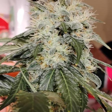 Super Sour Double Diesel Seed Hunt