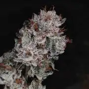 Jokerz Candy
