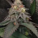 Pure bag appeal Gelato Gelato Gelato 49