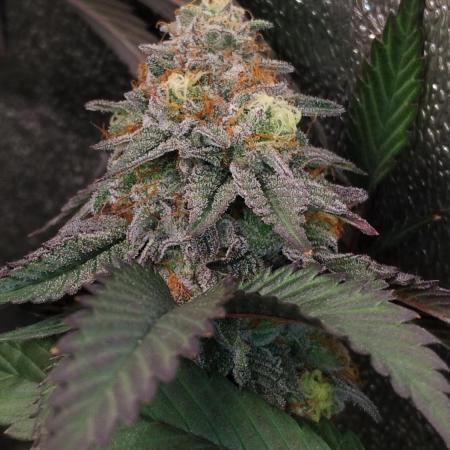 Pure bag appeal Gelato Gelato Gelato 49