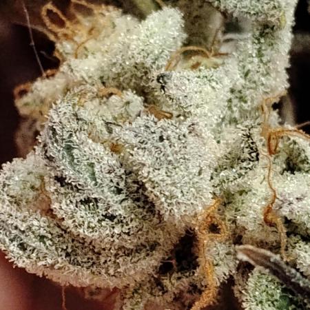 Im a Junky for Cap Junky