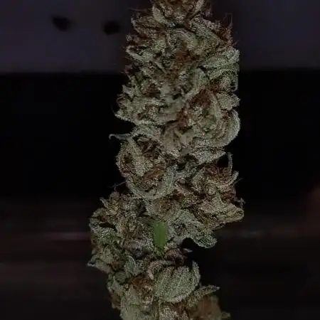 Baking Blueberry Muffins - Humboldt Breeder Clone
