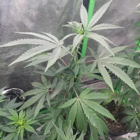 Purple Chrome #8 Kaprikorn Clones