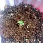 Divine Rapier (indoor) Divine Seeds 2025