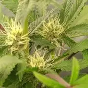 Legit SuperBoof Strain of The Year