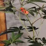 Spritzer Cannarado