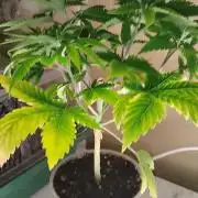 Izi Seeds- Permanent Blues