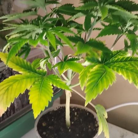 Izi Seeds- Permanent Blues