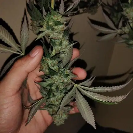 Acai Gelato/ Gelato#49 Kaprikorn Clones