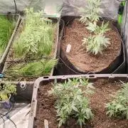 Spritzer Yield Run