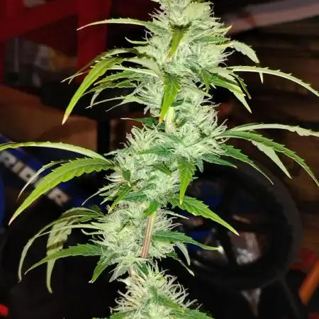 Black Opium(indoor)Divine seeds 2025