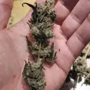 Spritzer Cannarado