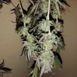 Acai Gelato/ Gelato#49 Kaprikorn Clones