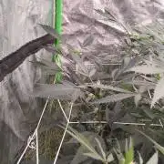 Jokerz Candy- Earthbox