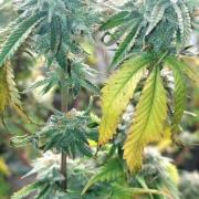 Platinum Kush Breath