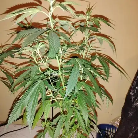 Blueberry Muffins Humboldt cut Round 2