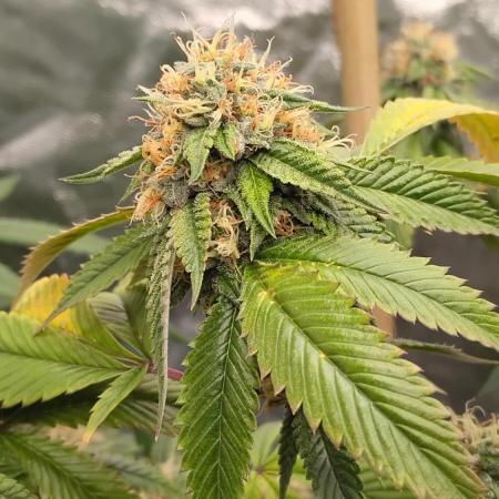 Real Deal OG Kush (PDX cut)