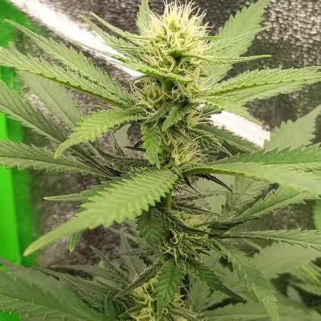 Blueberry Muffins Humboldt cut Round 2