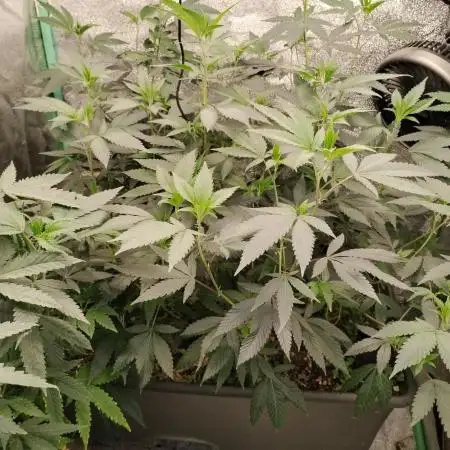 Pure bag appeal Gelato Gelato Gelato 49