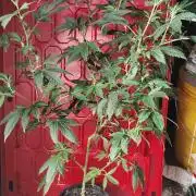 Spritzer Cannarado