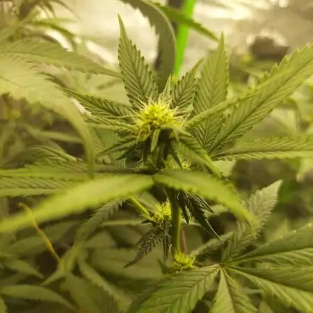 Acai Gelato/ Gelato#49 Kaprikorn Clones