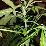 Black Opium(indoor)Divine seeds 2025
