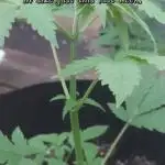 Black Opium(outdoor)Divine seeds 2025