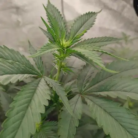 Pure bag appeal Gelato Gelato Gelato 49