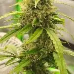 Black Opium(indoor)Divine seeds 2025