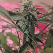 Legit SuperBoof Strain of The Year