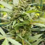 Blueberry Yum Yum