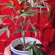Cap Junky x Blueberry Sugar- Judasstein