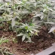 Spritzer Yield Run