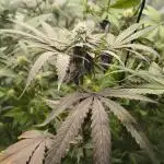 Purple Chrome 💜 (round 2)