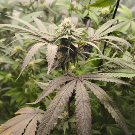 Purple Chrome 💜 (round 2)