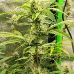 Black Opium(indoor)Divine seeds 2025