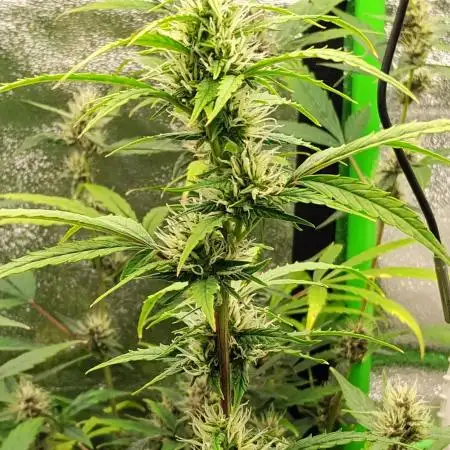 Black Opium(indoor)Divine seeds 2025