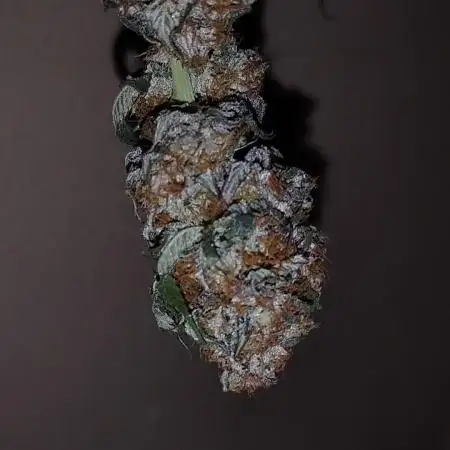 Acai Gelato/ Gelato#49 Kaprikorn Clones
