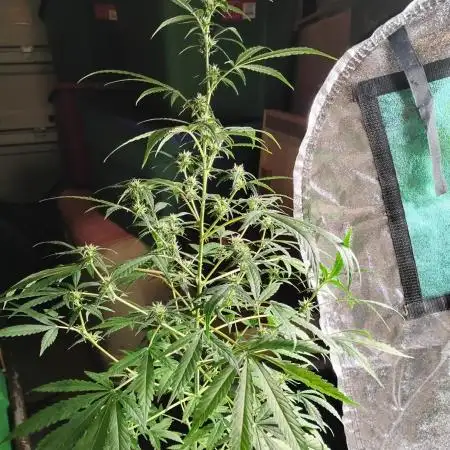 Black Opium(indoor)Divine seeds 2025