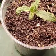 Eternity Grow Cup 2026