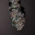 Acai Gelato/ Gelato#49 Kaprikorn Clones