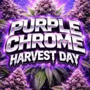 Purple Chrome Reveg