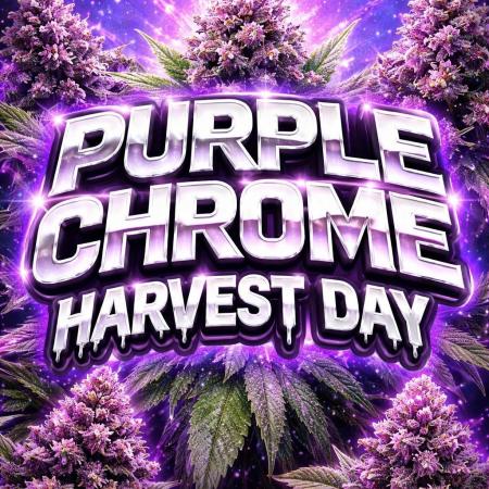 Purple Chrome Reveg