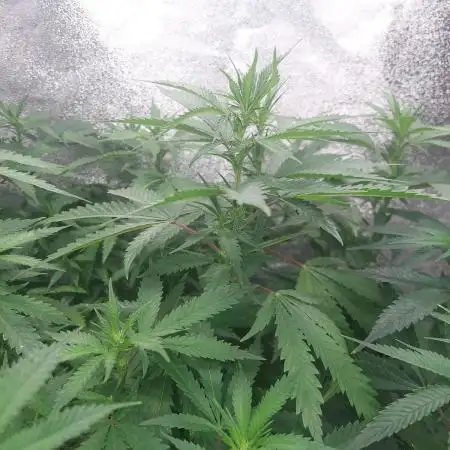 Baking Blueberry Muffins - Humboldt Breeder Clone