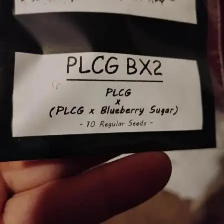 Thy Dank Genetics PLCG Bx2